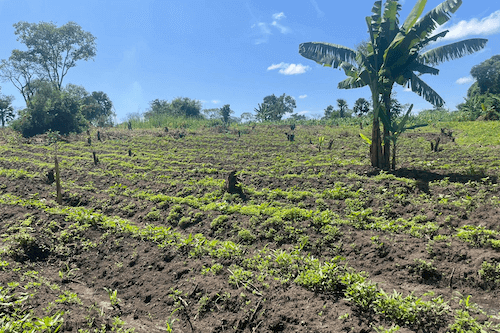 Financement participatif : Lendosphère lance un projet de reforestation du Mont Kei en Ouganda