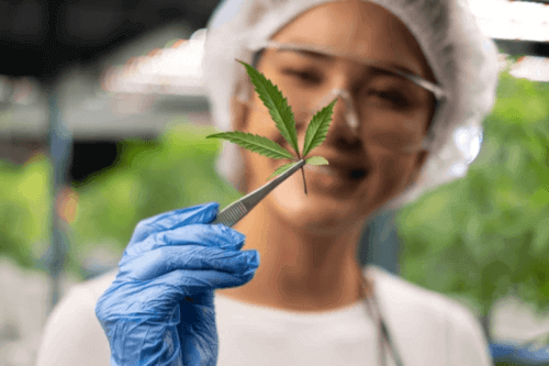 L’herbe redevient plus verte