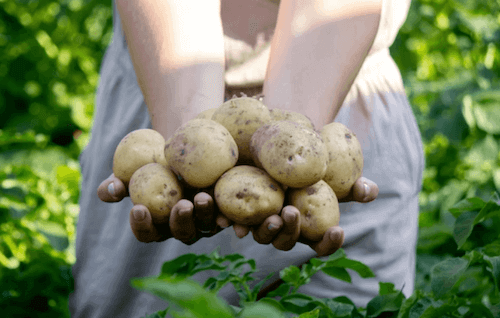 Biotalys s'allie à 21st.BIO pour industrialiser sa production de biocontrôle