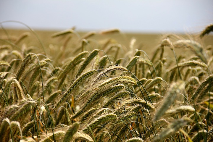 Agriculture : comparez les projets des candidats aux élections européennes