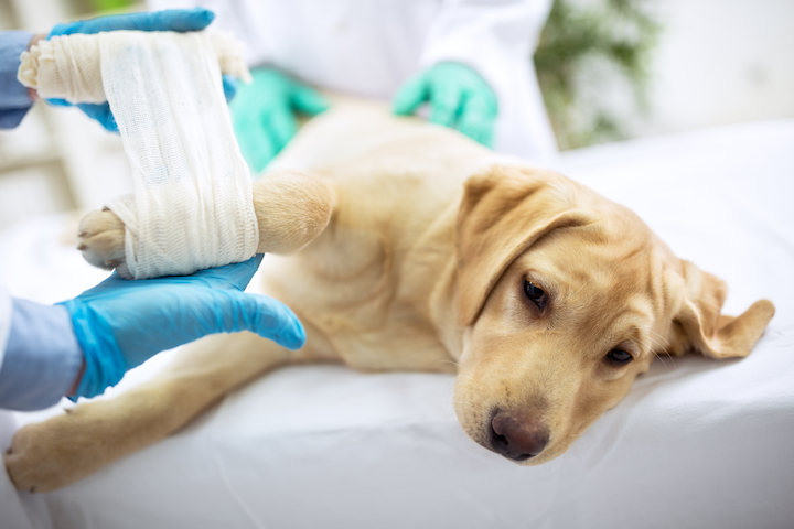 5 raisons de souscrire une assurance pour son chien