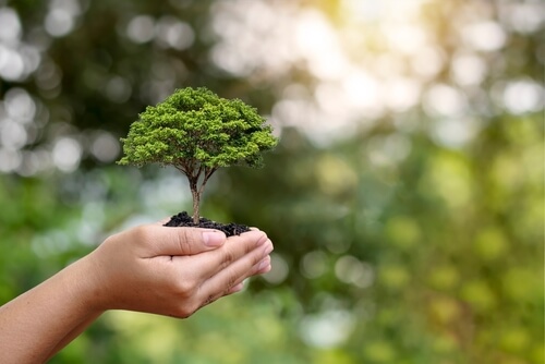 « Biodiversité : les fonds publics et associatifs ne suffiront pas »