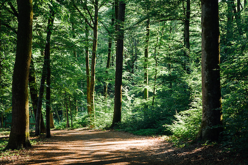 Investir : si on achetait une forêt ?